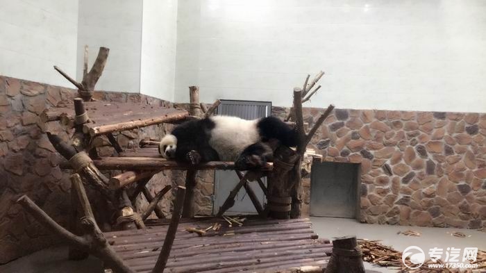打架的两只熊猫