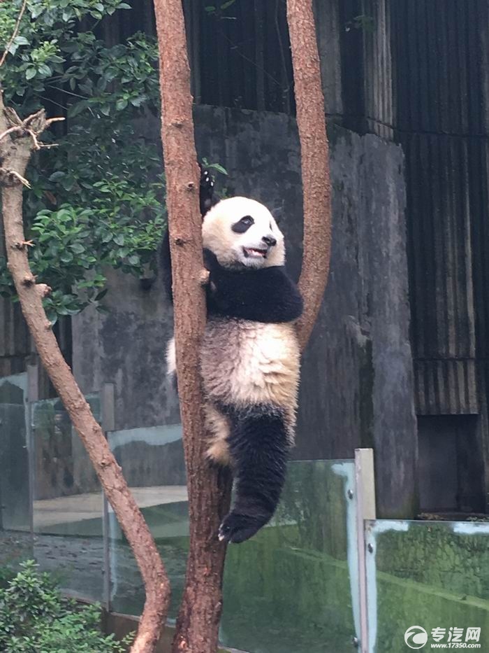 爬树被卡住了的大熊猫