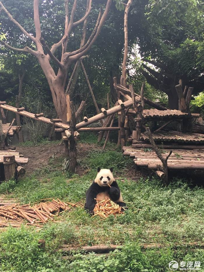 吃竹子吃的停不下来的熊猫