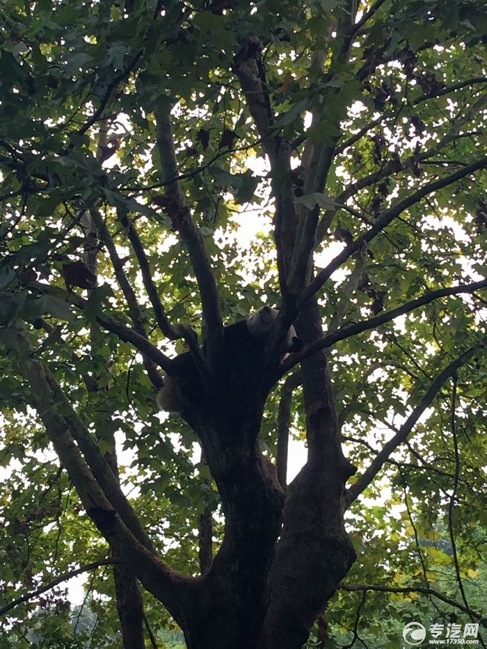 躺在树上打盹的熊猫
