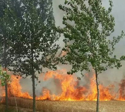 麦田突发大火无消防车救援 大量麦田被烧毁